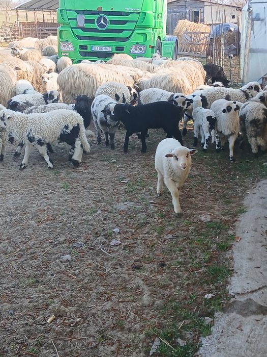 Vind 103 oi cu miei mari și frumoși