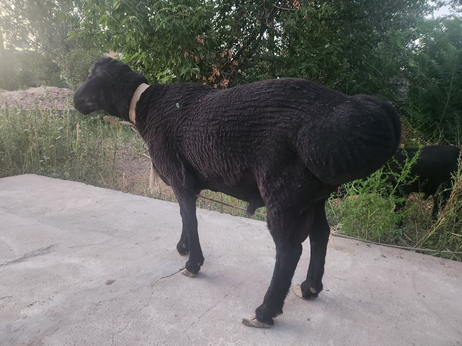Qoylar sotiladi.