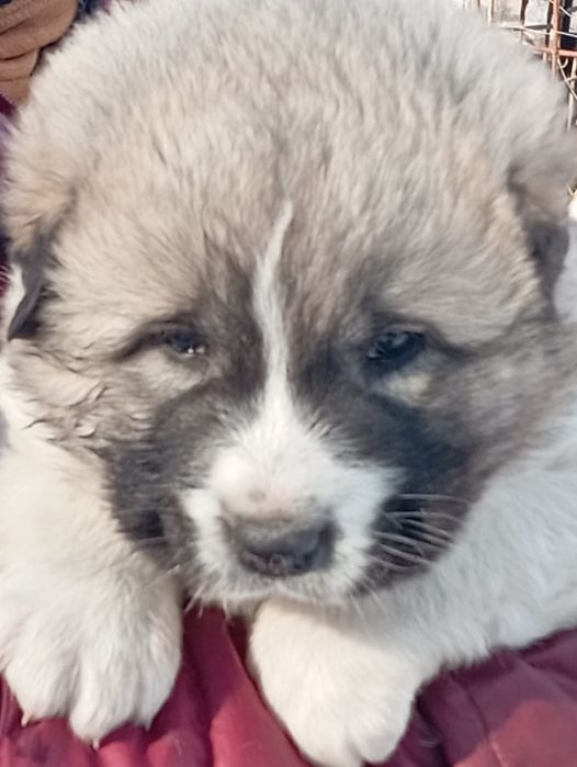 Продам щенка кавказской овчарки!