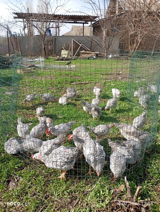 Барковская Петушки молодые