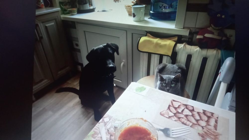 Щенки два месяца помесь хаски с лабрадором срочно