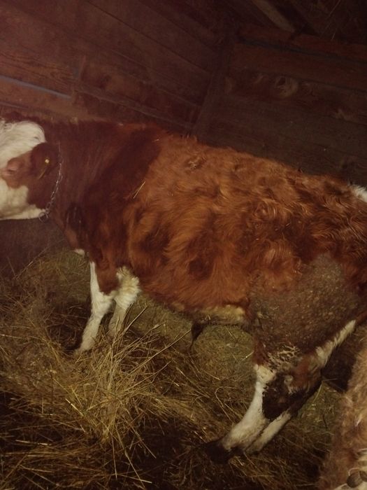 Trei taurasi si o vitica de vanzare