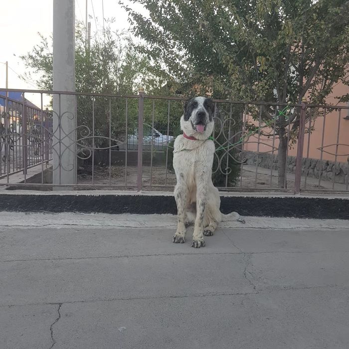 Молодой төбет сатылады