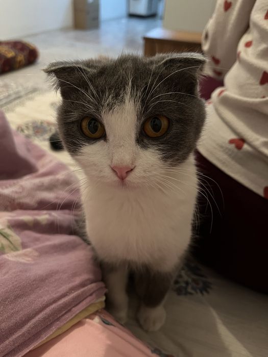 Вислоухий бесплатно Алматы