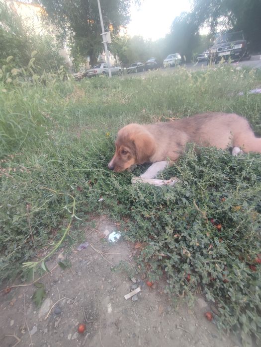 Собака милая отдадим в добрые руки