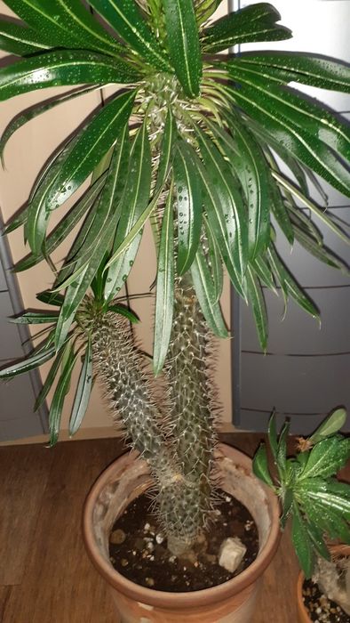 Пахиподиумы Суккуленты Цветы