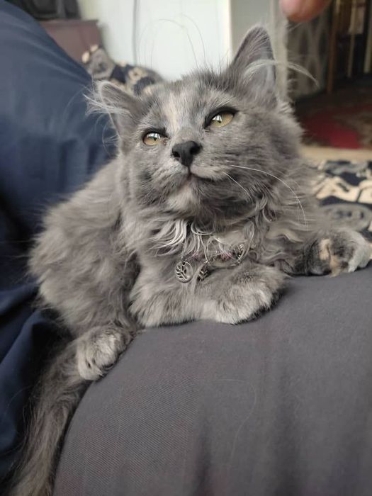 Hol mushukdagi barmoqlarning havaskor fotosurati