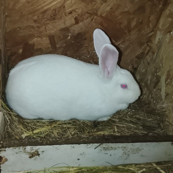 Schimb iepuri de 5 luni cu uriaș german  din zona reghin