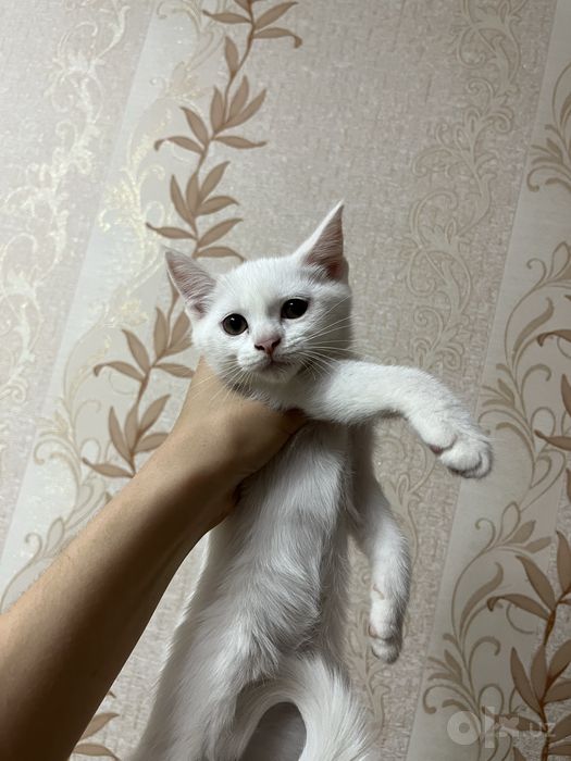 Отдаю в хорошие руки