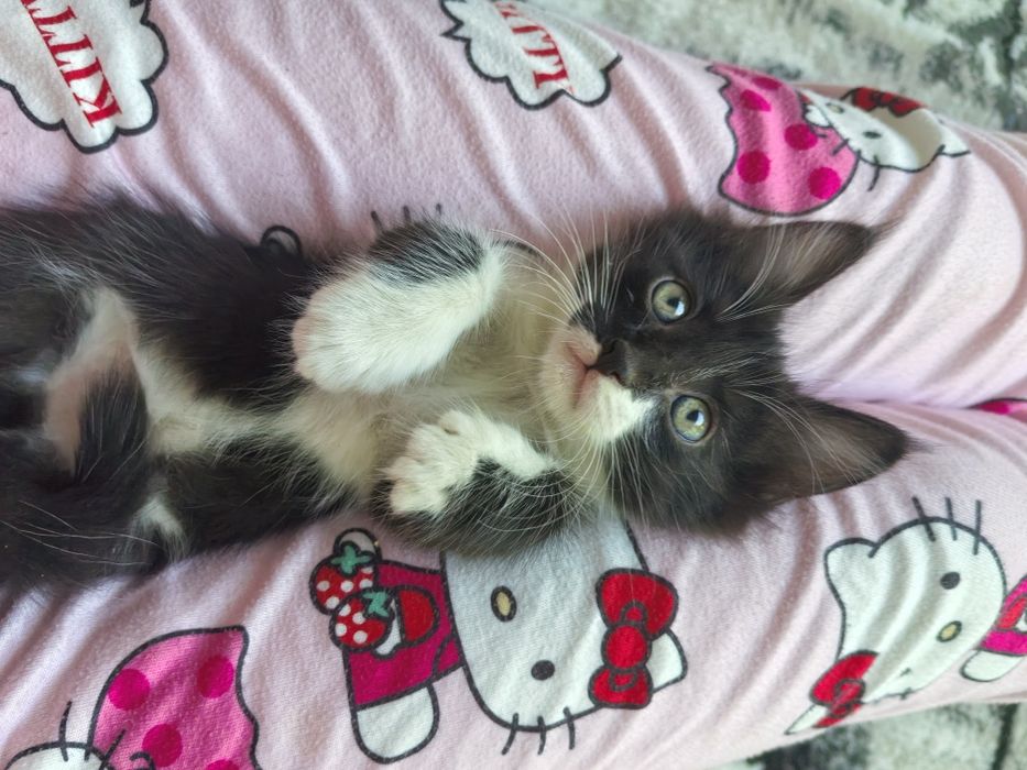 Отдам в хорошие руки котят