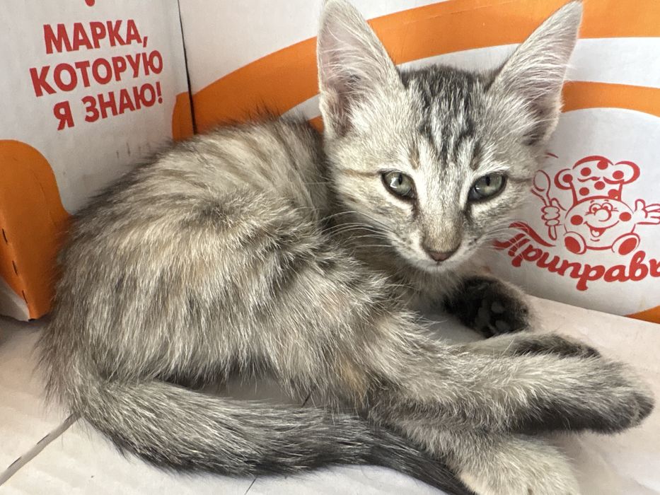 Котята домашние не дикие