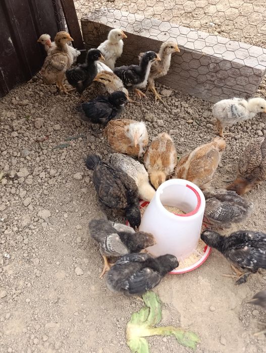 Pui de casa de 3 săptămâni