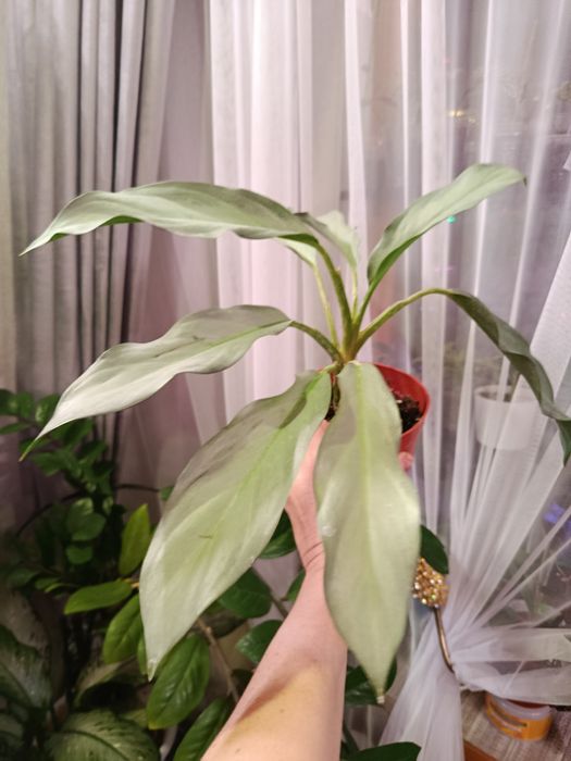 Продам комнатные цветы