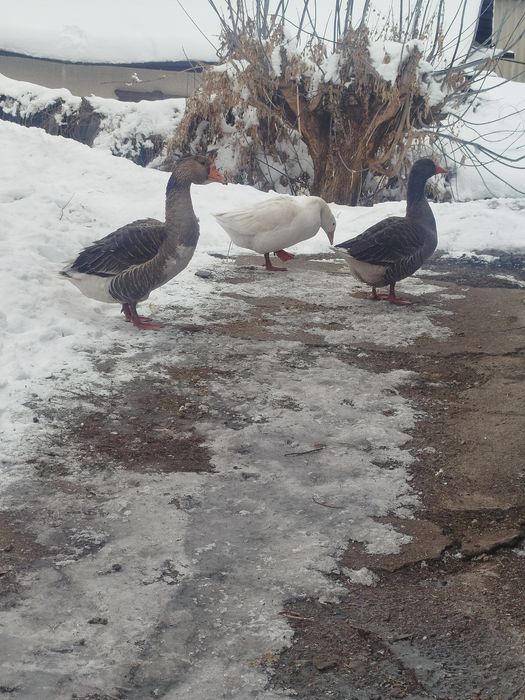 Гуси 2+1 семейства