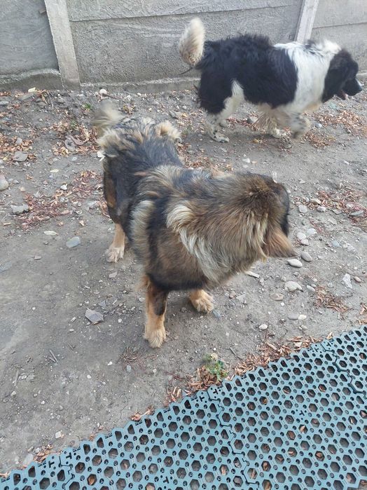 Caini ciobanesc de bucovina si caucazian