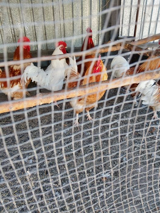 Продам петухов домашние