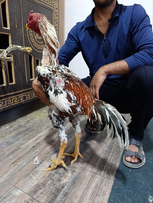 Shepetovka qizlari jinsiy aloqa qidirmoqda