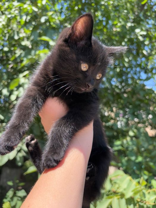 Милые, игривые котята!