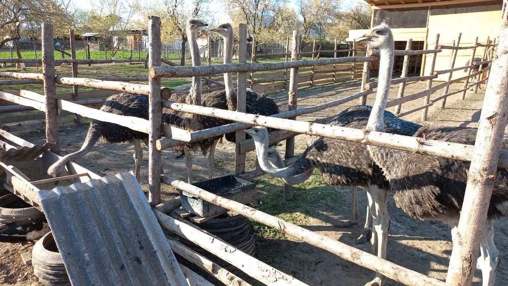 Vând familie de struți și ouă