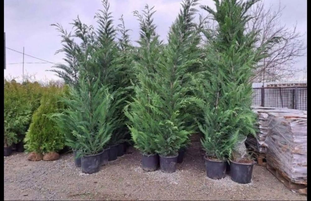 Vând plante ornamentale gazon rulou