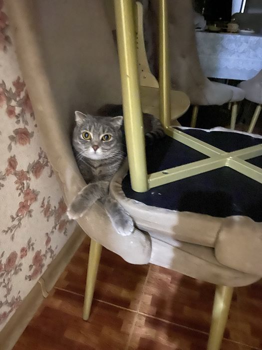 Котенок породистый (девочка)