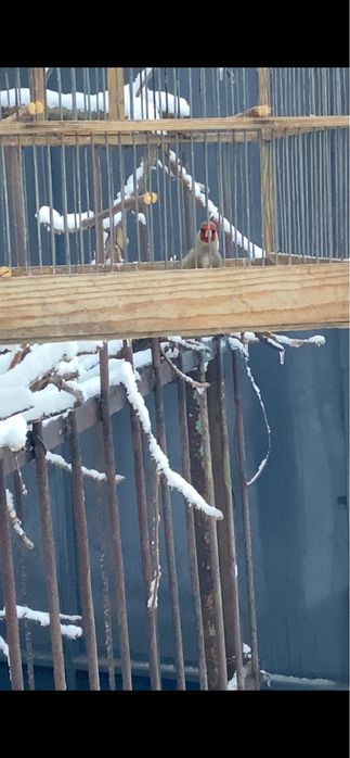 Щегол пепел самец огромный