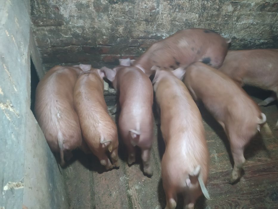 Vând baloți de lucernă