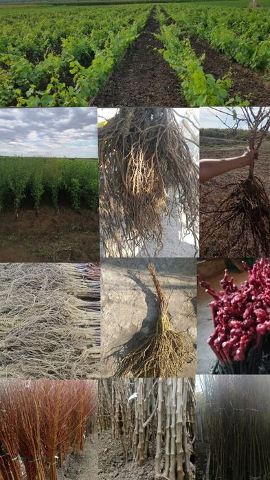 Producător butasi vita de vie și pomi fructiferi