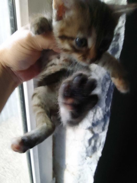 Отдам даром котят