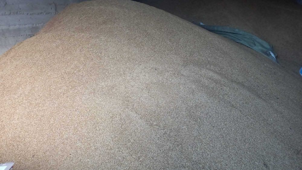 Porumb boabe, orz, grau, mazare, floare,  recolta 2025