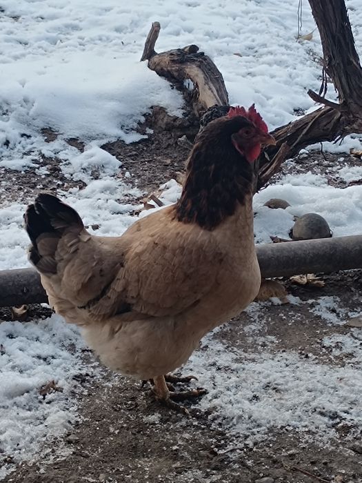 Тауықтар сатлады