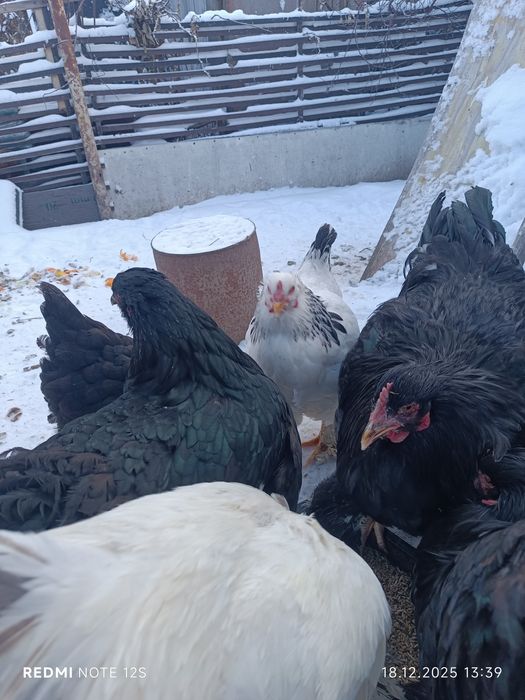 Продаю курей кохинхинов