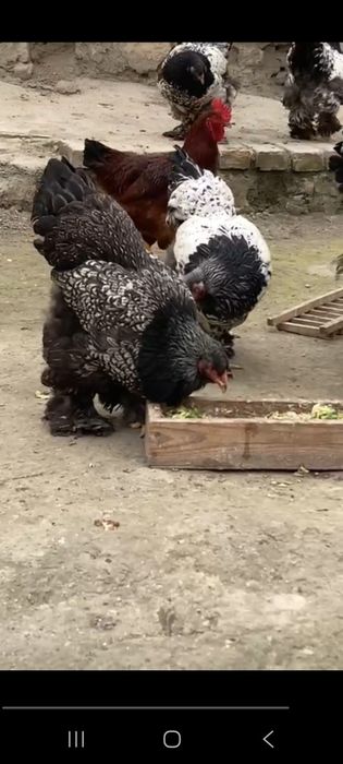 Brama 1+4 Sotiladi bir joyga