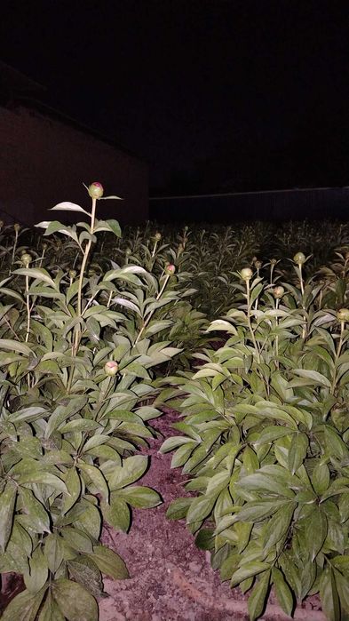 Pion kochat sotaman dexqonchili