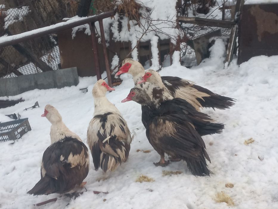 Продам крупных  молодых  индоуток