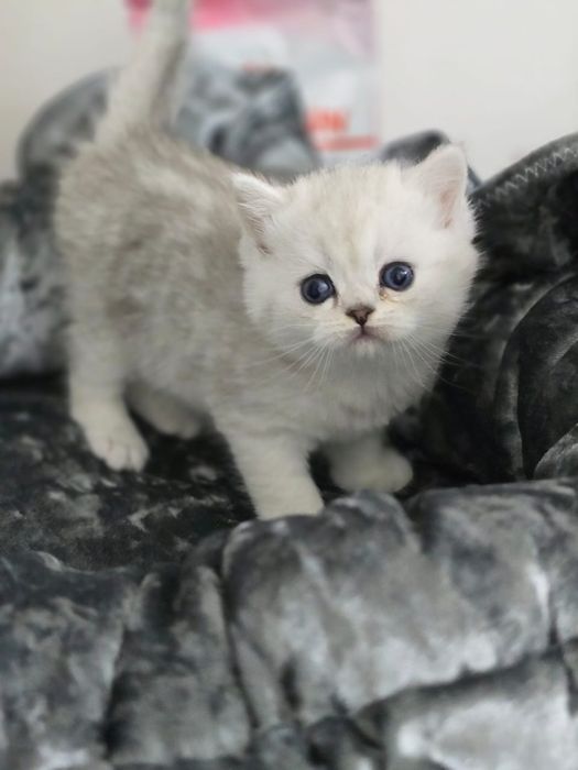 ШоТлаНдские КотЯта висЛоуХие