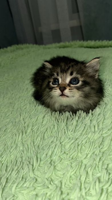 Котята ищут дом, добрве руки