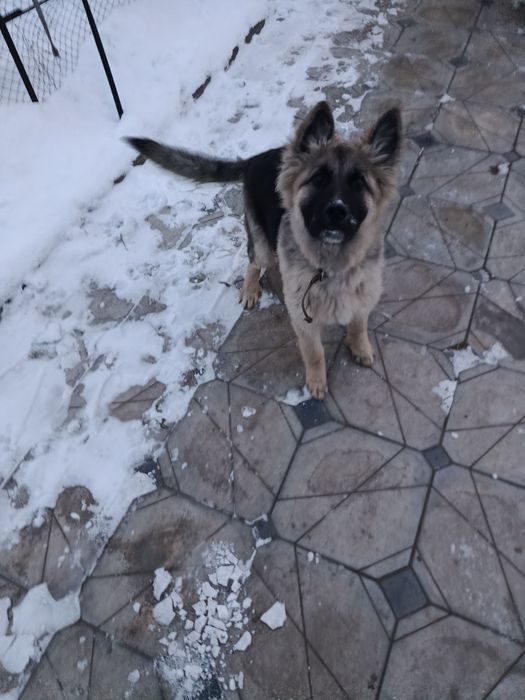 Продам восточно-европейского щенка