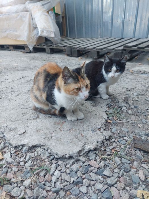 Отдам котёнка в хорошие руки