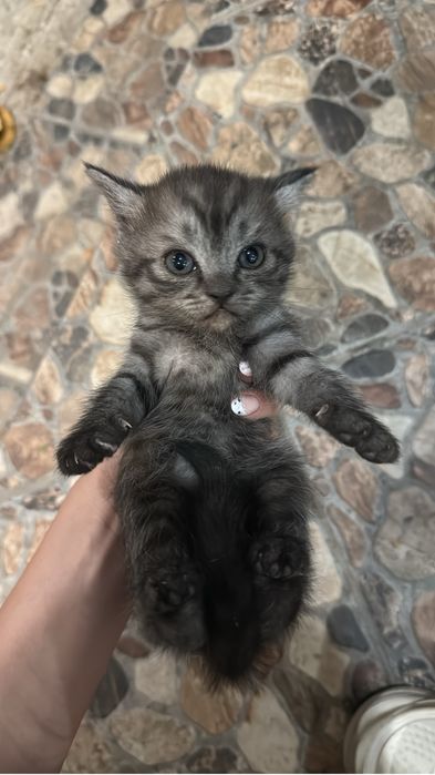 продаю породистых котят