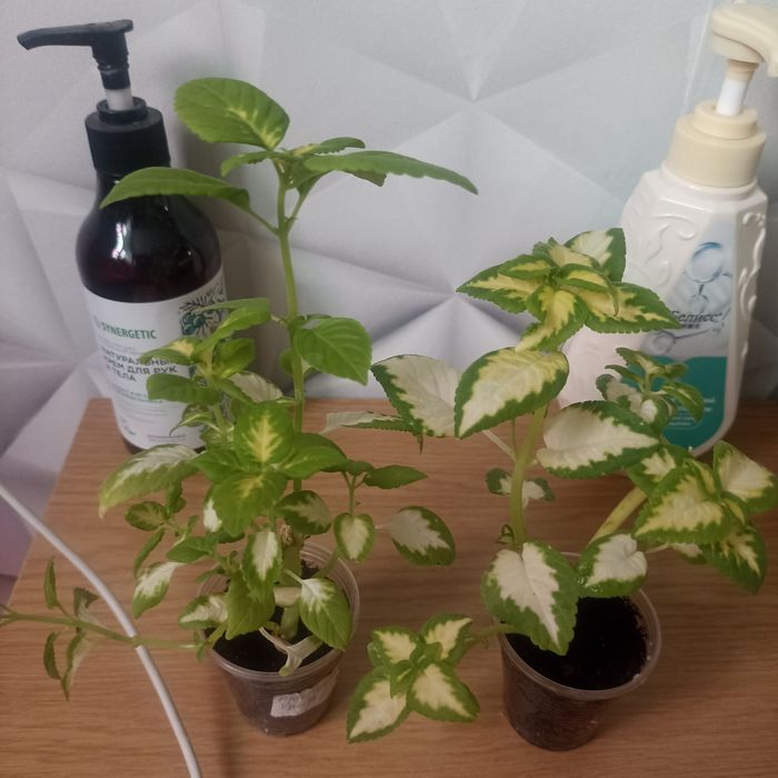 Продам укорененные колеусы