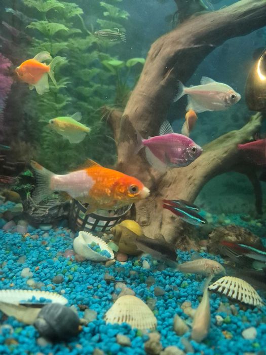 Pește Parrot + 2 carași – sănătoși, frumoși, de vânzare urgent
