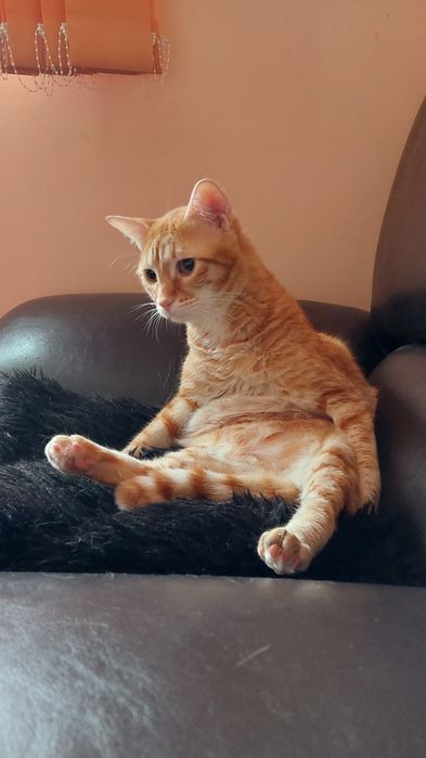 Donez motan in Constanta