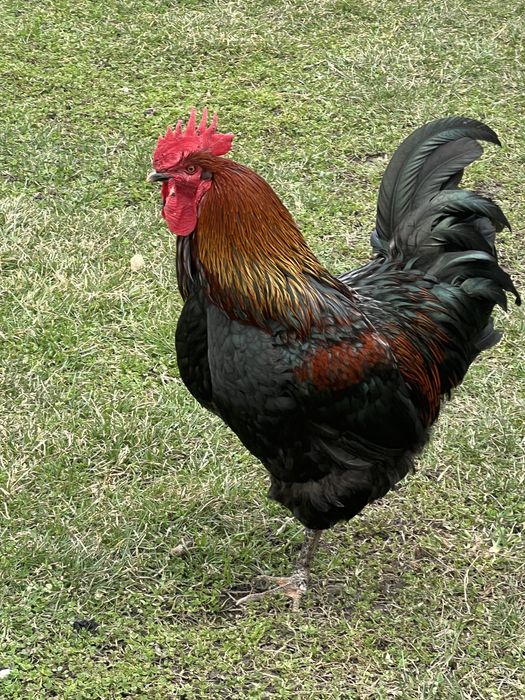 Продам подросших цыплят