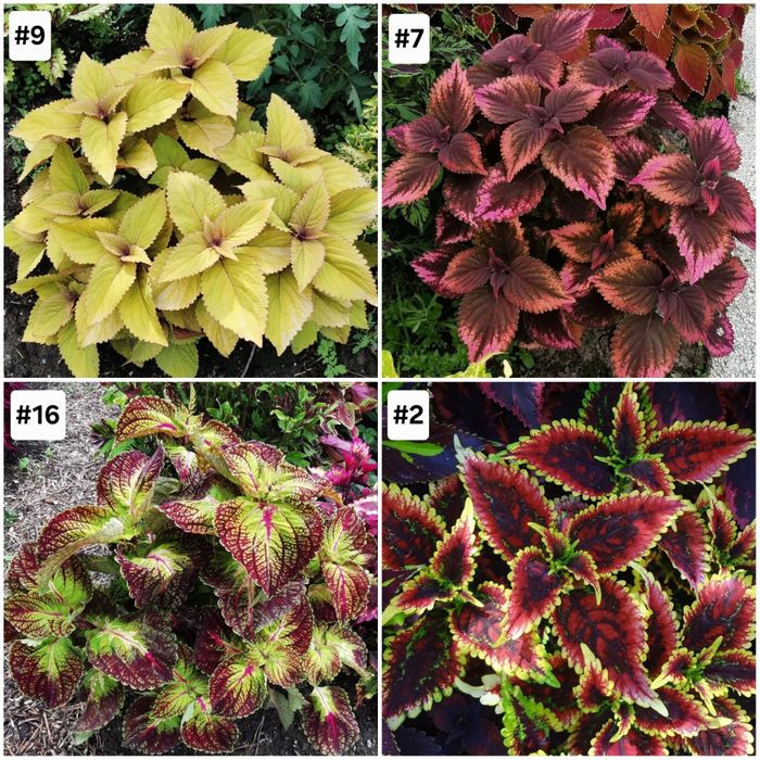 Цветы и растения