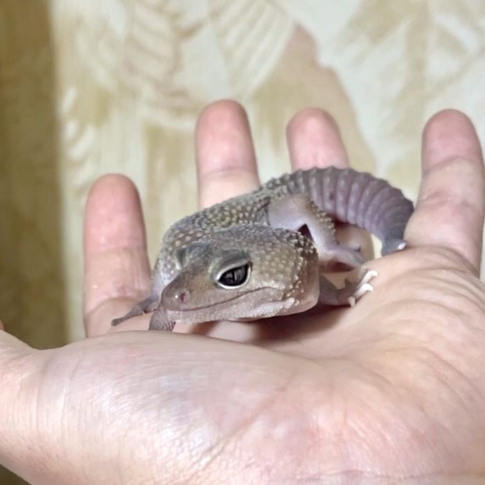Эублефар близзард