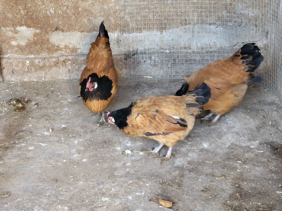 Куры породы  форверк