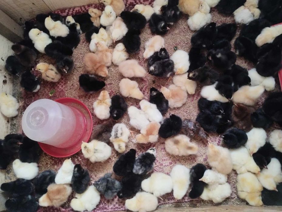 Pui de o zi de la găini de casă