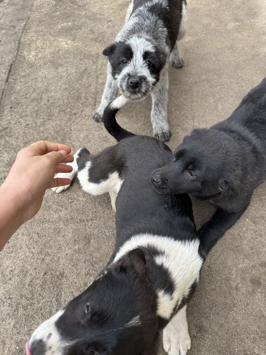 Отдам в добрые руки щенки