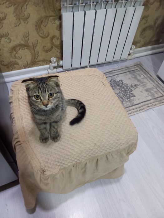 Отдам даром котенка